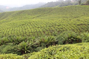Cameron Highlands-026